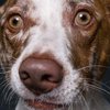 Фотограф уловил самые неожиданные собачьи эмоции (фото)