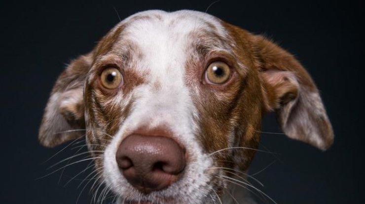 Фотограф уловил самые неожиданные собачьи эмоции 