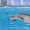 В Грузии дельфиненок родился во время шоу (видео)