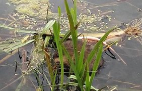 На Русановском канале завелись ондатры 
