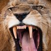 В Индии арестовали 18 львов за убийство троих человек