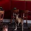 В Австралии кенгуру выгнал посетителей из кафе (видео)