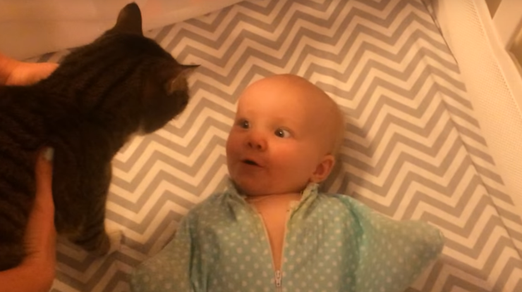 Реакция младенца на появление кота покорила пользователей сети / Фото: кадр из видео 