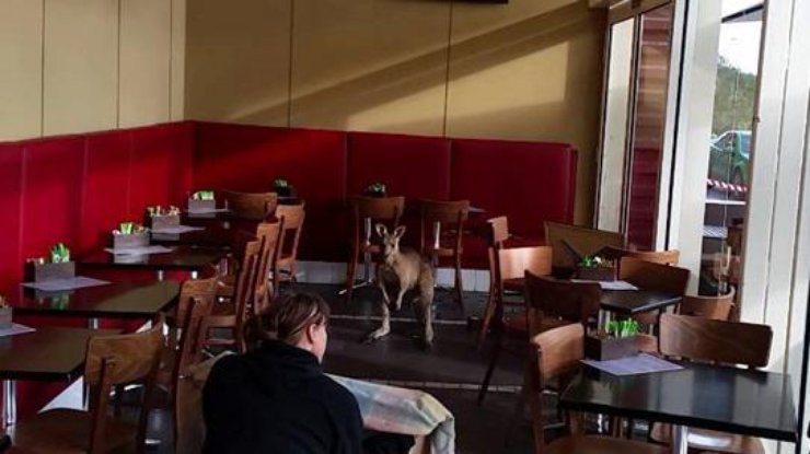 В Австралии кенгуру выгнал посетителей из кафе 