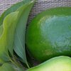 В Новой Зеландии нехватка авокадо привела к преступлениям 