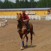 В Киеве 12-летнего мальчика травмировала лошадь