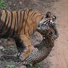 В Индии тигр растерзал леопарда на глазах у туристов (видео)