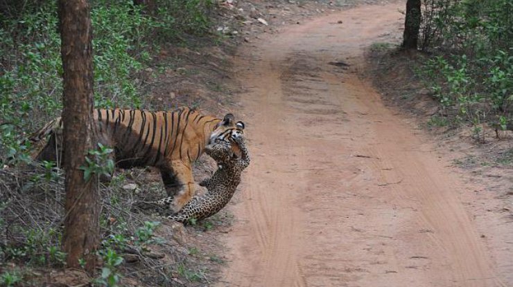 В Индии тигр растерзал леопарда на глазах у туристов 
