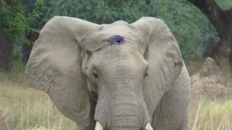 Раненный слон проходил с пулей во лбу несколько недель 