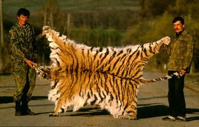 Шкура убитого браконьерами амурского тигра - одного из самых редких на Земле  