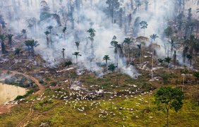 Коровы в дыму: скот пасется посреди горящего тропического леса