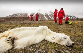 В Норвегии белый медведь, вынужденный голодать до смерти. Исчезающие ледники лишают пищи