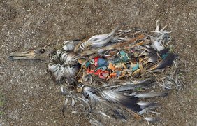 Альбатрос на отдаленном острове погиб из-за количества проглоченного пластика   