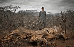 Север Кении: слон, убит браконьерами и брошен
