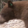 У США ведмідь накинувся на учасницю марафону