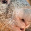 В Австралии знаменитый вомбат умер от невыносимой скуки (фото)