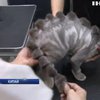 На Тайвані перукарі перетворюють котів на динозаврів