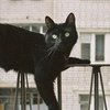 В Киеве кошка 12 часов находилась зажатой в окне (видео) 