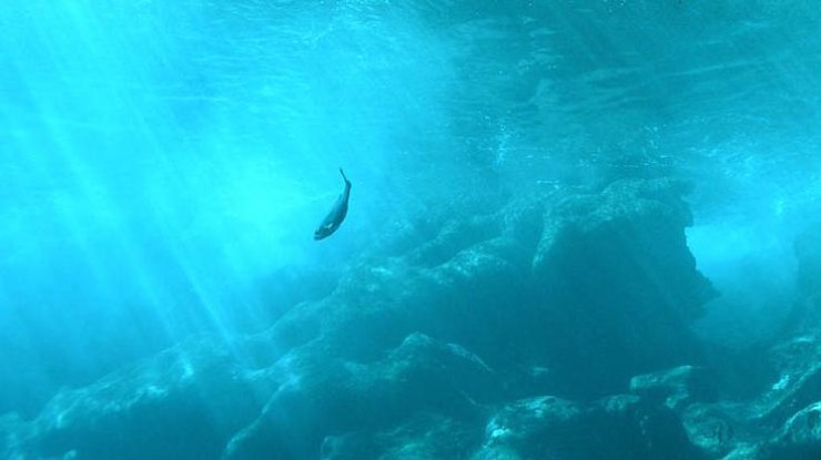 Найдены "адские колокола"  в подводной пещере 