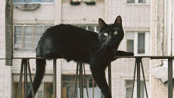 В Киеве кошка 12 часов находилась зажатой в окне 