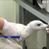 У США ветеринари лікують поранених екзотичних птахів