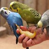 Ученые нашли "коробку передач" у попугайчиков