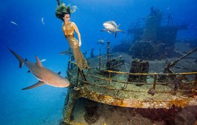 Невероятная фотосессия с акулами 