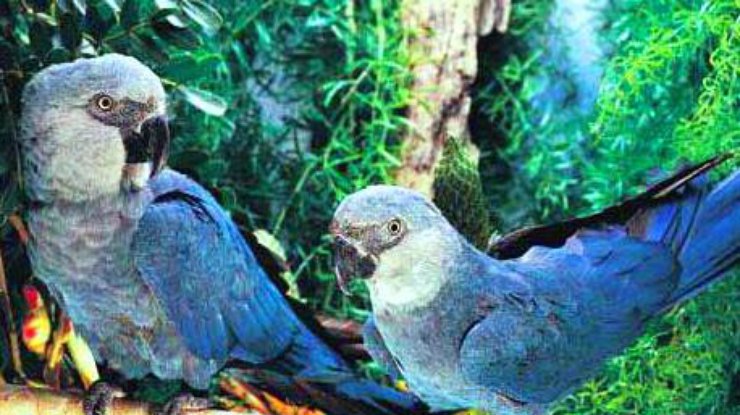 Редкий вид попугая впервые за 15 лет обнаружили в Бразилии