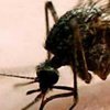 Топ-5 советов, как быстро вылечить укусы комаров