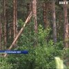 Короїд знищує ліси в Україні
