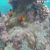 Великий Бар'єрний риф зможуть врятувати