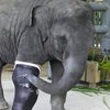 Проведена первая в мире операция по протезированию слона (видео)