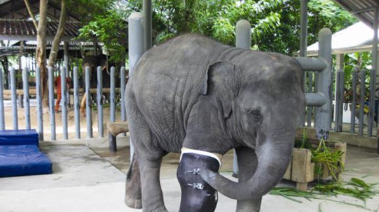 Проведена первая в мире операция по протезированию слона 