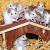 Ученые научились управлять памятью мышей