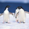 Пингвинам Антарктиды грозит вымирание