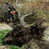 В Житомирской области дерево убило пенсионера