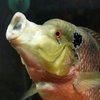 Рыбы умеют распознавать человеческие лица - ученые 