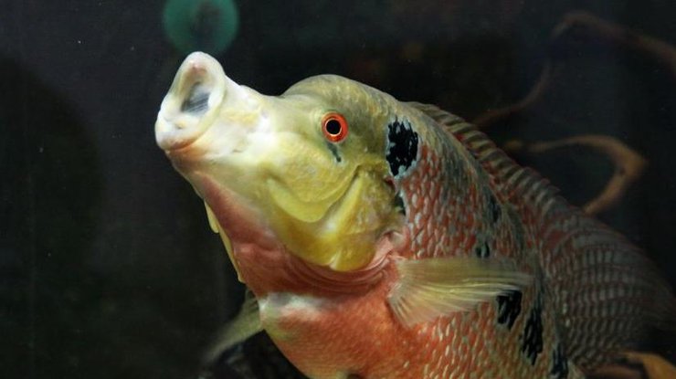 Рыбы могут отличить знакомое человеческое лицо из сотни других 