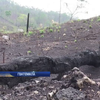 У Гватемалі наркоторговці масово палять ліси