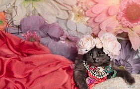 Невероятно красивая кошка-модница 