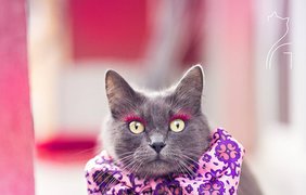 Невероятно красивая кошка-модница 