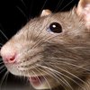 Неизлечимую болезнь будут лечить паразитами из крыс