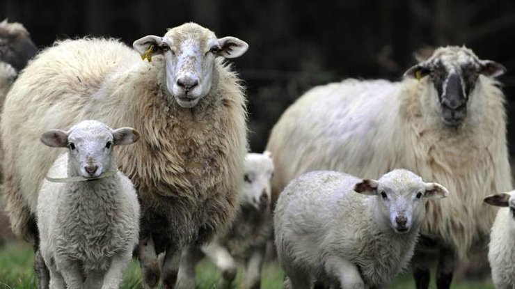 Стадо блеющих овец атаковало испанский город 