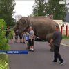 По Берліну розгулює слон (відео)