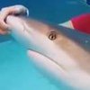 Интернет шокировала ручная акула (видео)