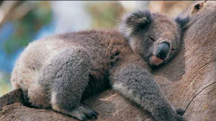 Невероятная коала оказалась с разными глазами 