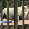 У зоопарку Франції народився білий носоріг
