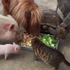 Хит Facebook: дружный обед животных из одной кормушки (видео)
