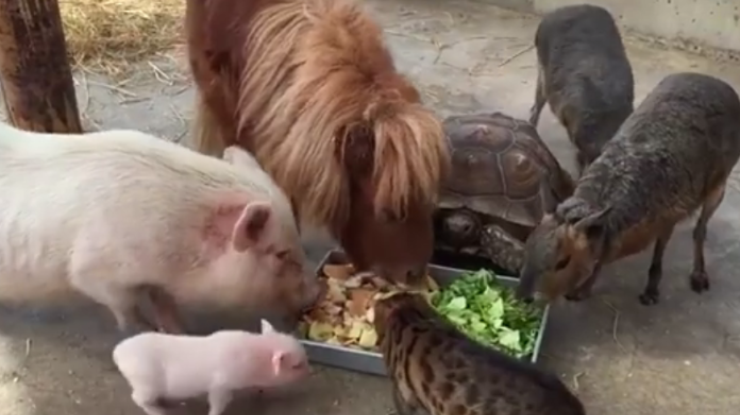 Дружный обед животных из одной кормушки