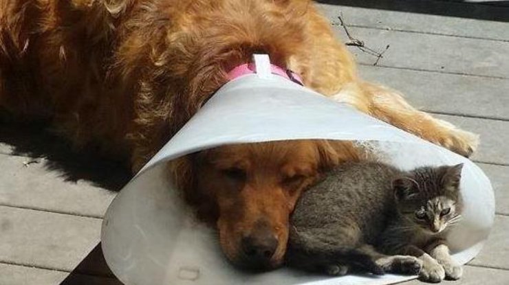 Милый котенок успокоил пса после похода к ветеринару